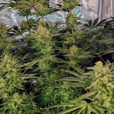 Luke growlog timeline photo