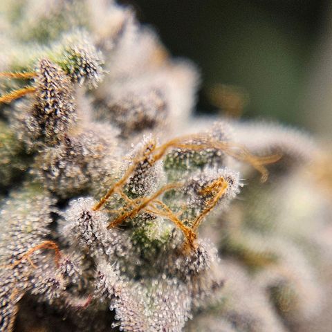 Luke growlog timeline photo