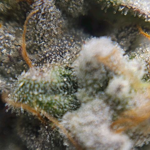 Luke growlog timeline photo