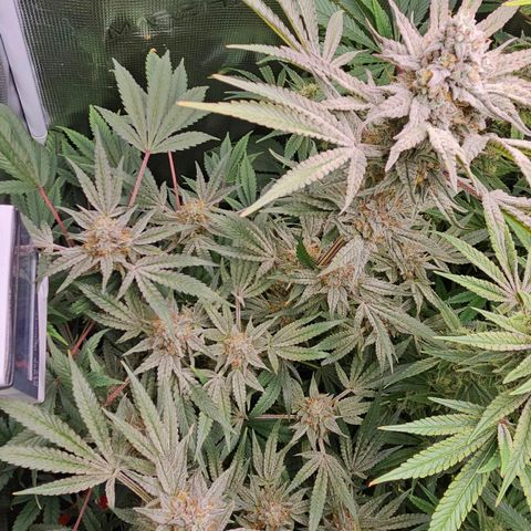 Luke growlog timeline photo