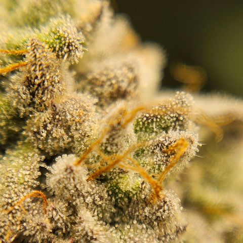 Luke growlog timeline photo