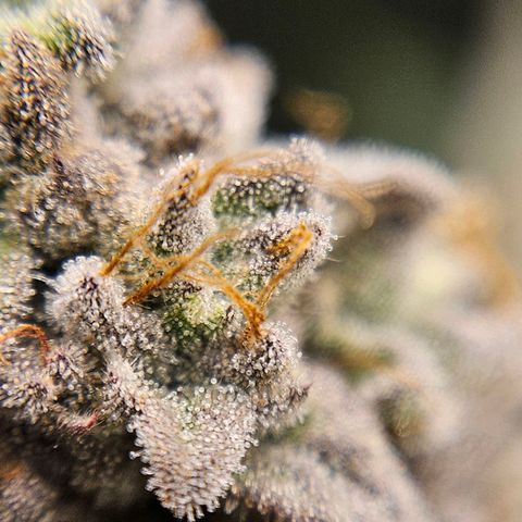 Luke growlog timeline photo