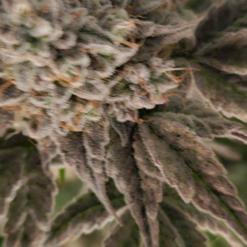 Luke growlog timeline photo