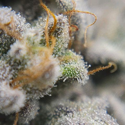Luke growlog timeline photo