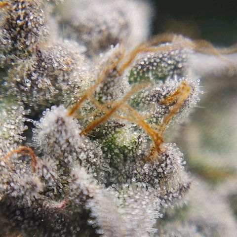 Luke growlog timeline photo