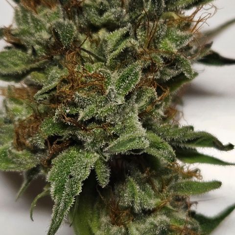 Anakin  growlog timeline photo