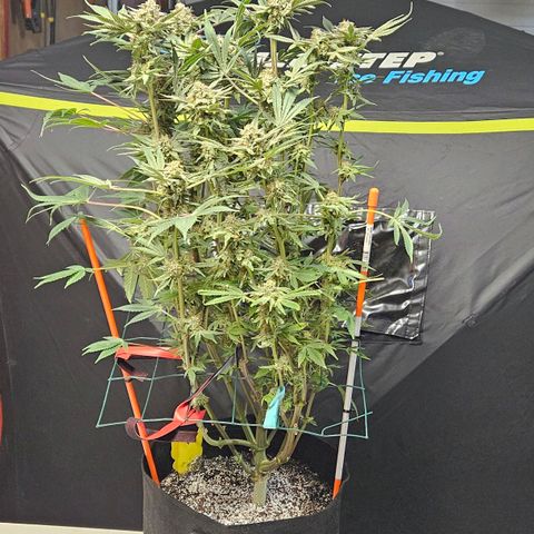 Anakin  growlog timeline photo
