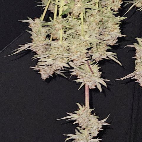 Anakin  growlog timeline photo