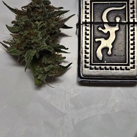 Anakin  growlog timeline photo