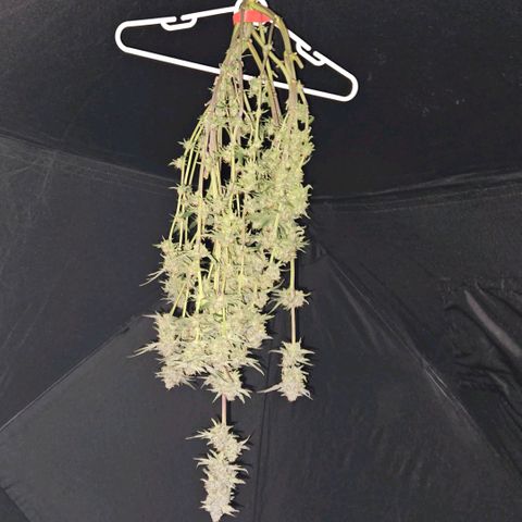 Anakin  growlog timeline photo