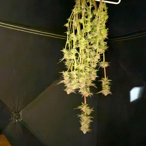Anakin  growlog timeline photo