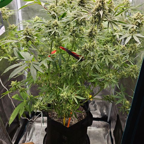 Luke growlog timeline photo