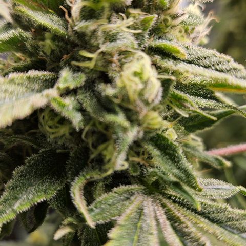 Luke growlog timeline photo