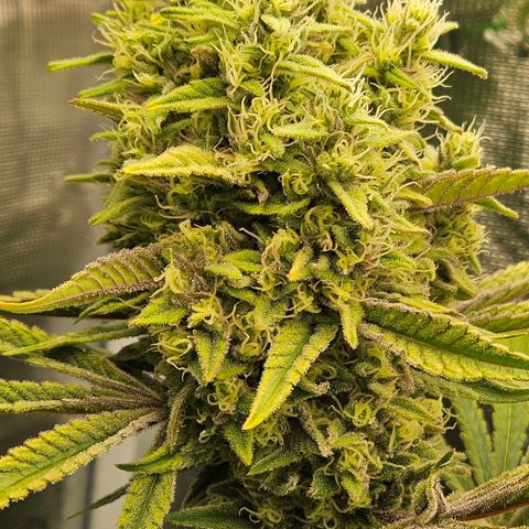 Luke growlog timeline photo