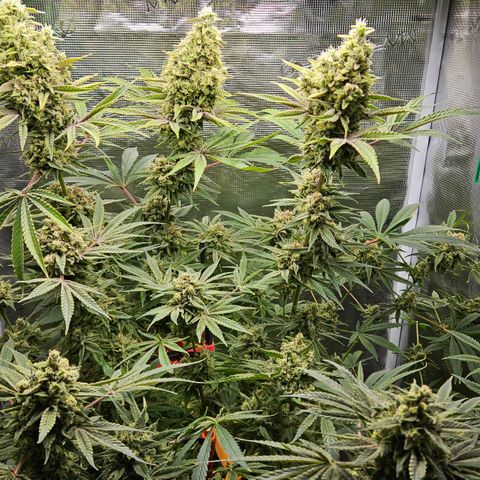Luke growlog timeline photo