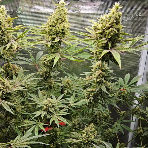 Luke growlog timeline photo