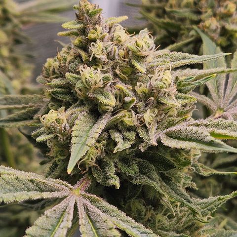 Luke growlog timeline photo