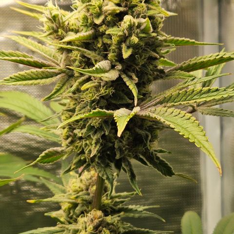 Luke growlog timeline photo