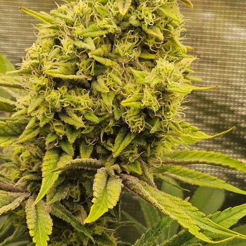 Luke growlog timeline photo