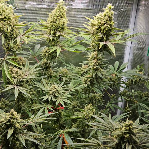 Luke growlog timeline photo