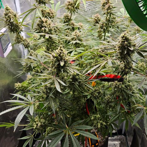 Luke growlog timeline photo