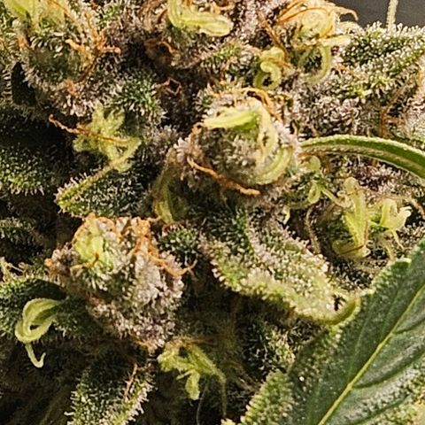 Luke growlog timeline photo