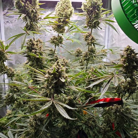 Luke growlog timeline photo