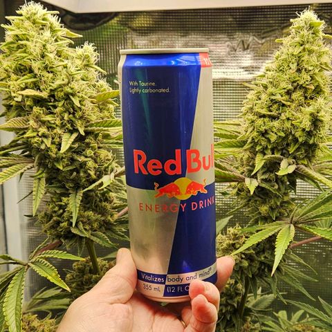 Luke growlog timeline photo
