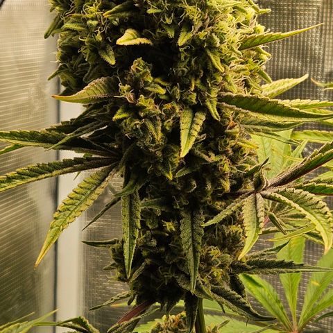 Luke growlog timeline photo