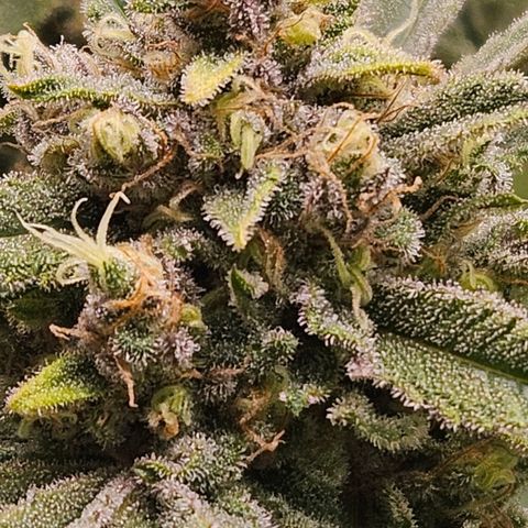 Luke growlog timeline photo