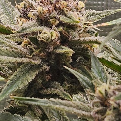 Luke growlog timeline photo