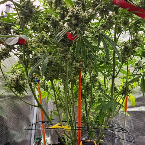 Luke growlog timeline photo