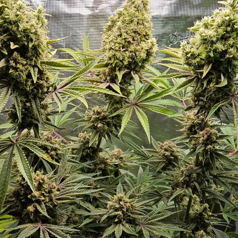 Luke growlog timeline photo