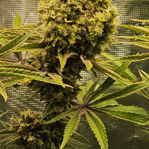 Luke growlog timeline photo