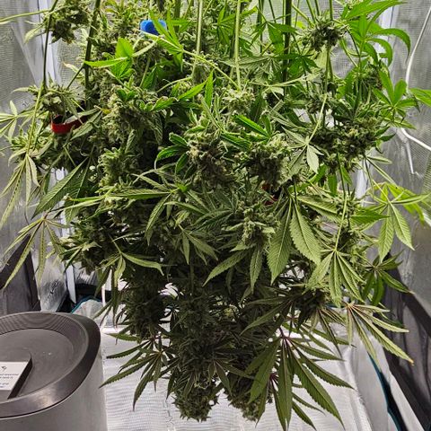 Luke growlog timeline photo
