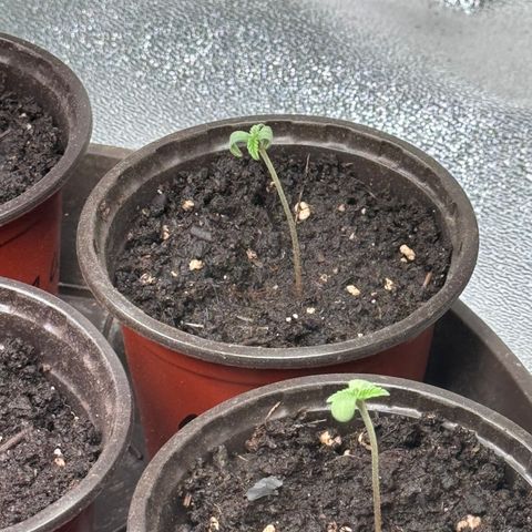 Pineapple Express growlog timeline photo