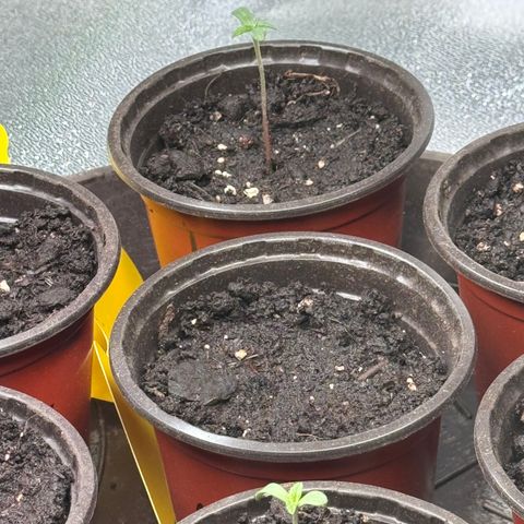 Pineapple Express growlog timeline photo