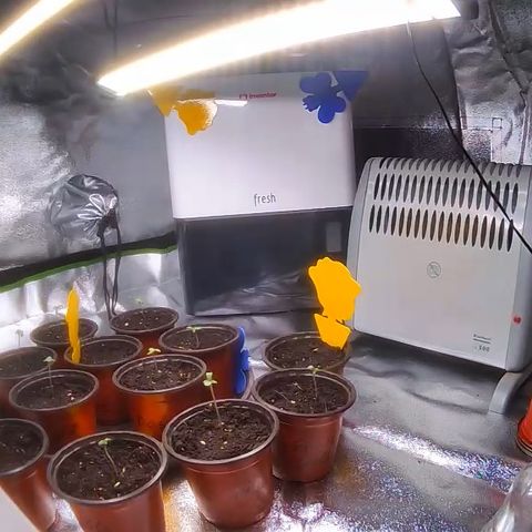 Pineapple Express growlog timeline photo