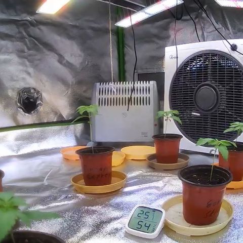 Pineapple Express growlog timeline photo