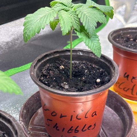 Gorilla Zkittlez #3 growlog timeline photo
