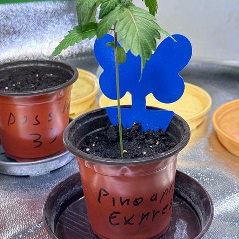 Pineapple Express growlog timeline photo