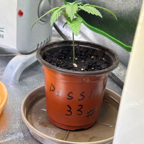 Dos Si Dos 33 #1 growlog timeline photo