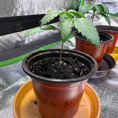 Dos Si Dos 33 #2 growlog timeline photo