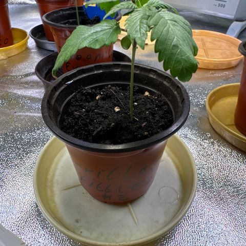 Gorilla Zkittlez #2 growlog timeline photo