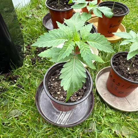 Pineapple Express growlog timeline photo