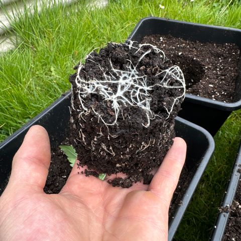 Pineapple Express growlog timeline photo