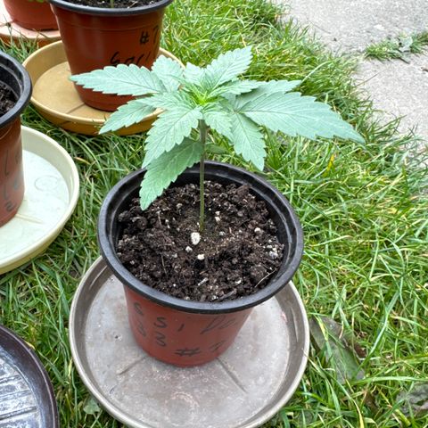 Dos Si Dos 33 #1 growlog timeline photo