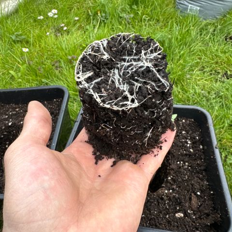 Dos Si Dos 33 #1 growlog timeline photo