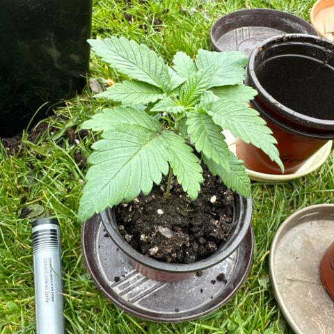 Gorilla Zkittlez #3 growlog timeline photo