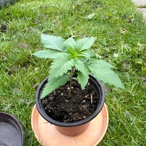 Dos Si Dos 33 #2 growlog timeline photo